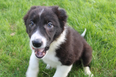 Les chiots de Border Collie