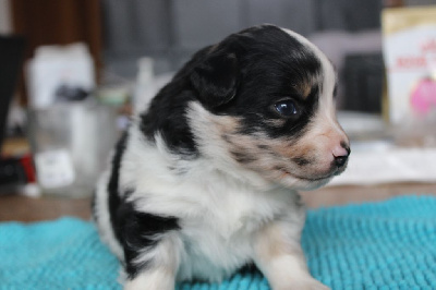 Les chiots de Berger Américain Miniature 