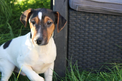 Les chiots de Jack Russell Terrier