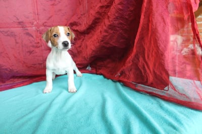 Les chiots de Jack Russell Terrier