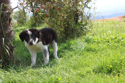 Les chiots de Border Collie