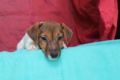 Les chiots de Jack Russell Terrier