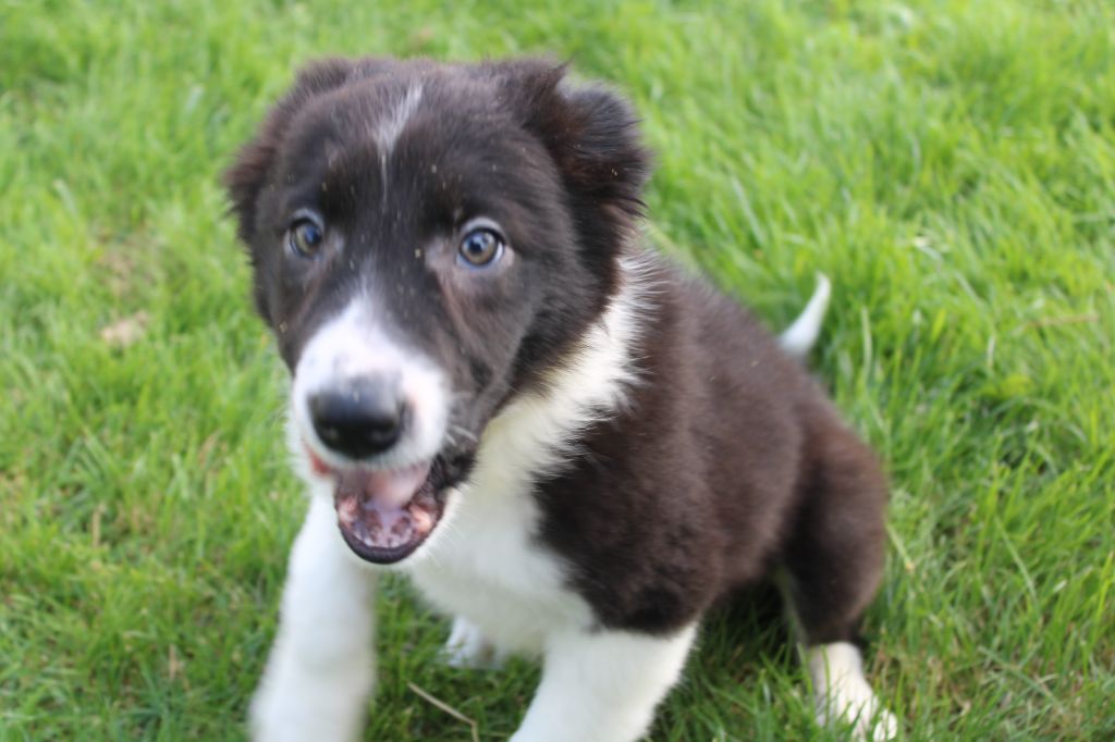 CHIOT 3 - Border Collie