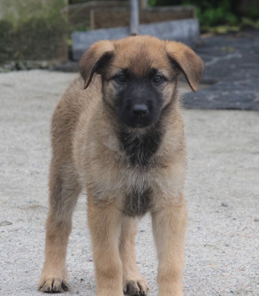 CHIOT 4 - Bouvier des Ardennes