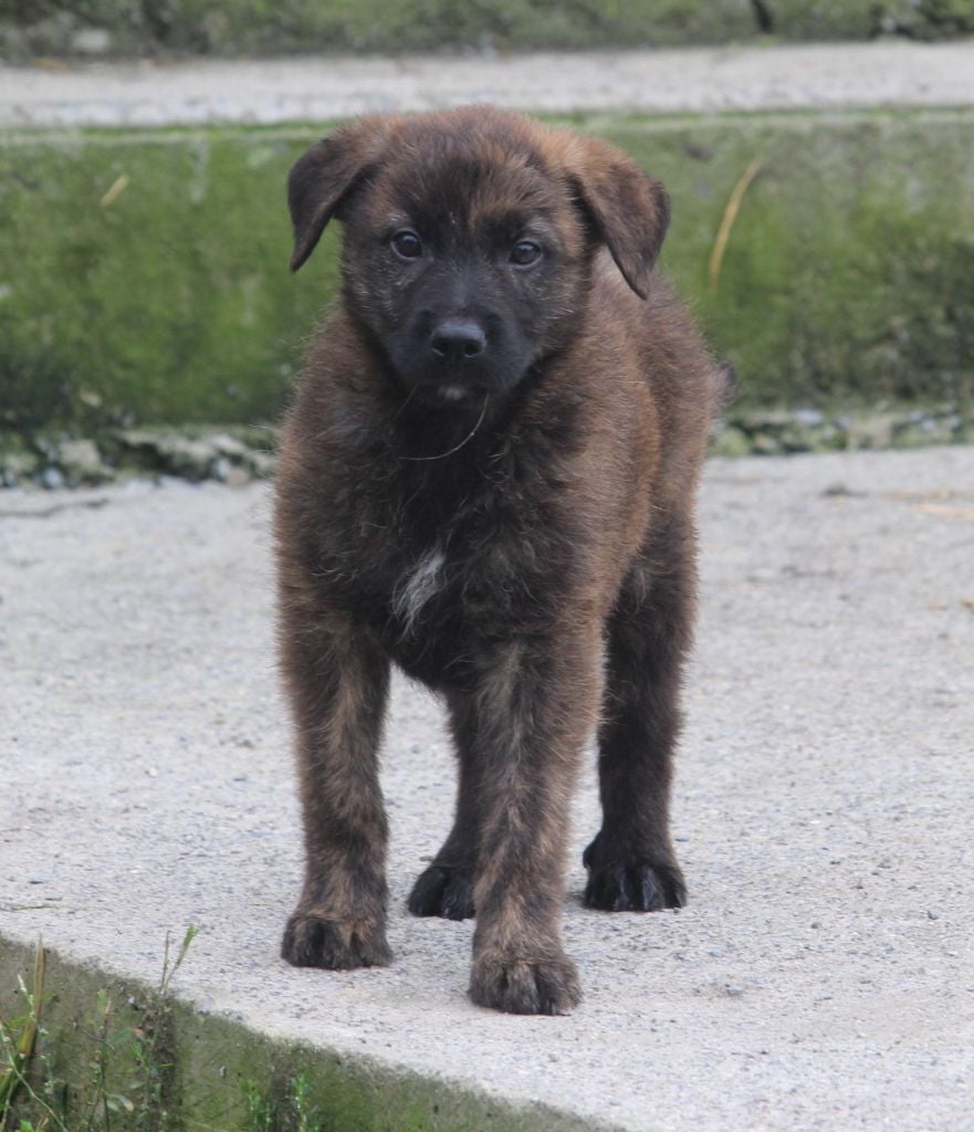 CHIOT 2 - Bouvier des Ardennes