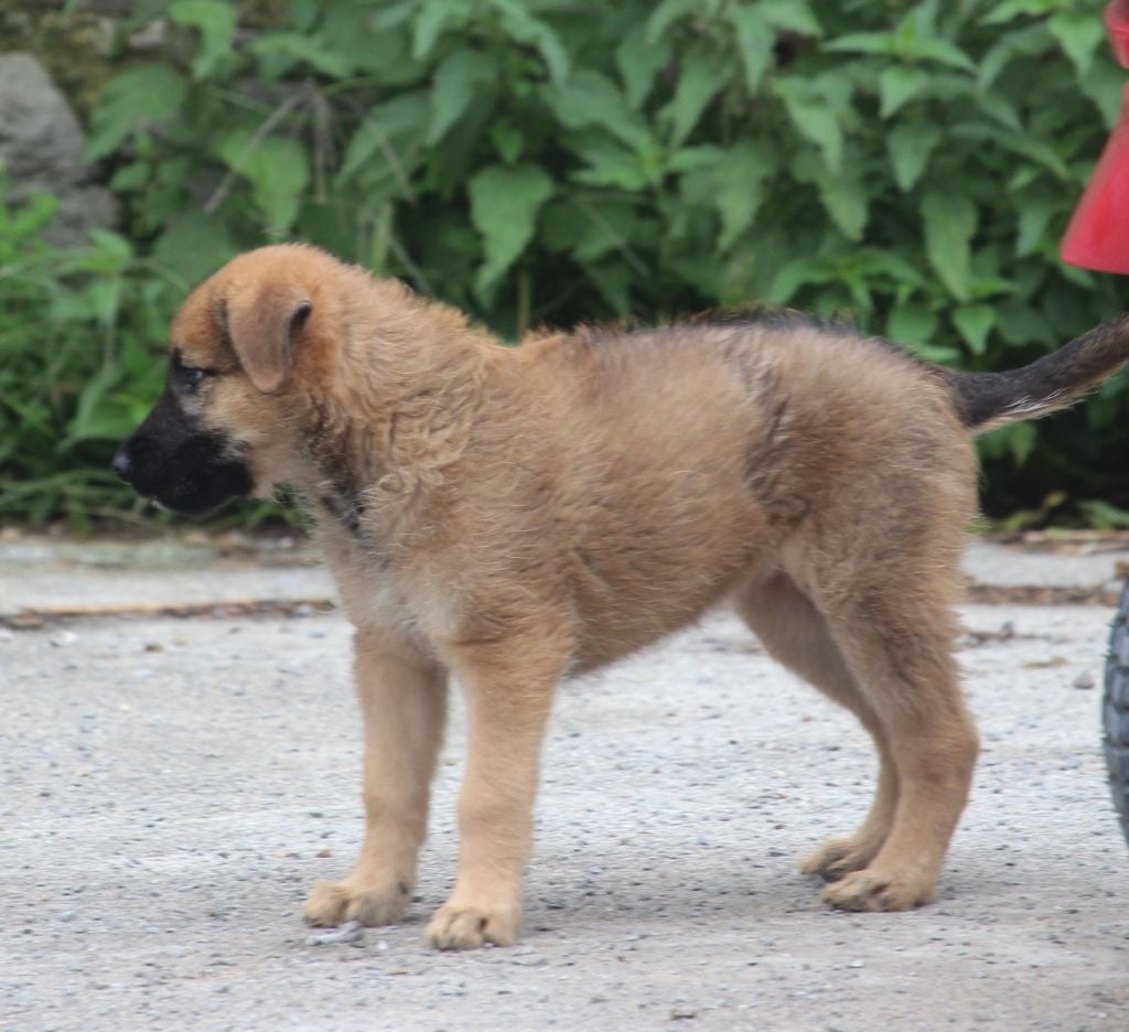 CHIOT 3 - Bouvier des Ardennes