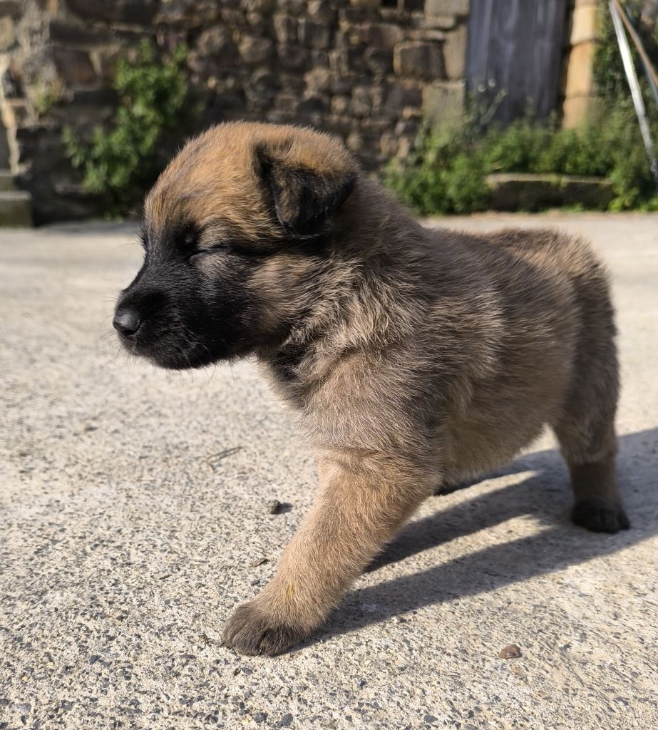 CHIOT 4 - Bouvier des Ardennes