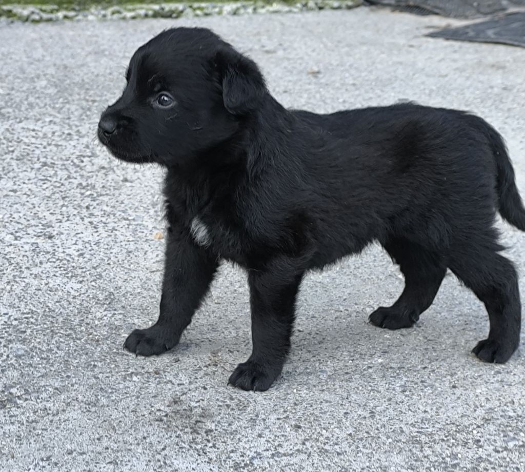 CHIOT 2 - Bouvier des Ardennes