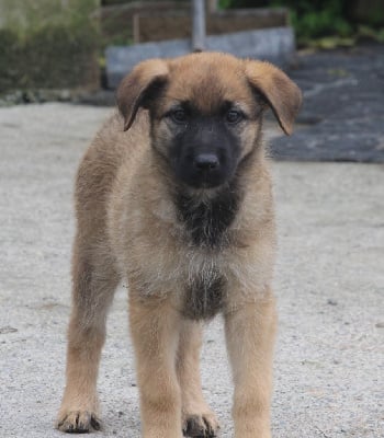 Les chiots de Bouvier des Ardennes