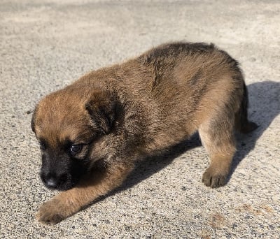 Les chiots de Bouvier des Ardennes