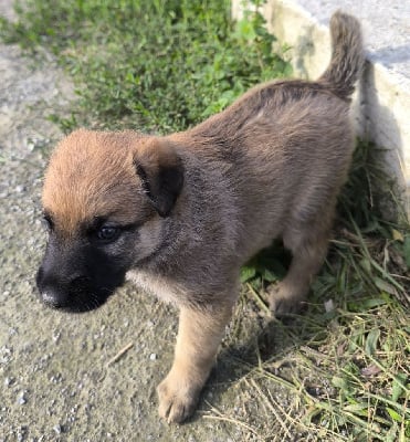 CHIOT 6 - Bouvier des Ardennes