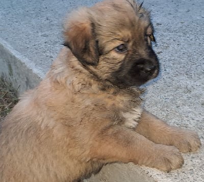 CHIOT 2 - Berger des Pyrenees à poil long