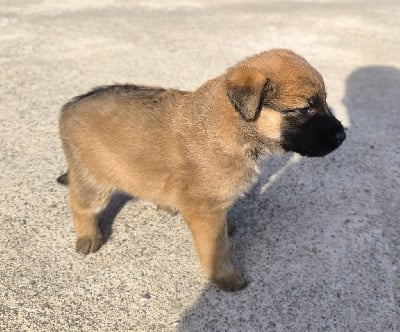 Les chiots de Bouvier des Ardennes