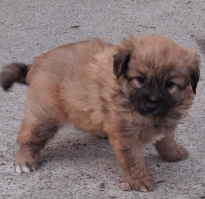 CHIOT 4 - Berger des Pyrenees à poil long