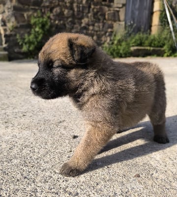 Les chiots de Bouvier des Ardennes