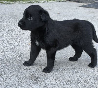 CHIOT 2 - Bouvier des Ardennes