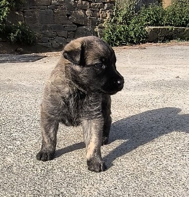 Les chiots de Bouvier des Ardennes