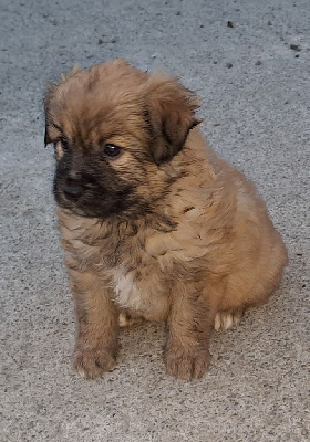 CHIOT 3 - Berger des Pyrenees à poil long