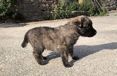 Les chiots de Bouvier des Ardennes