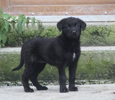 Les chiots de Bouvier des Ardennes