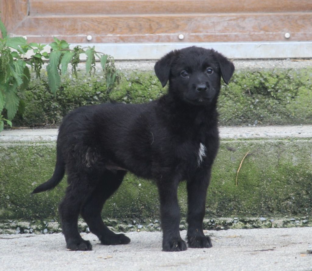 CHIOT 1 - Bouvier des Ardennes