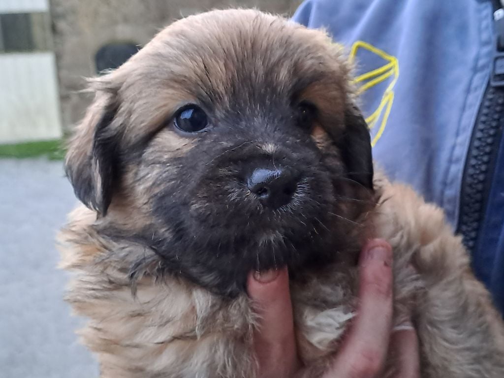 CHIOT 1 - Berger des Pyrenees à poil long