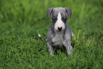 Les chiots de Whippet