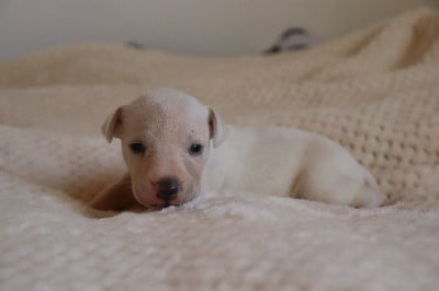 Les chiots de Whippet