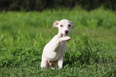 Les chiots de Whippet