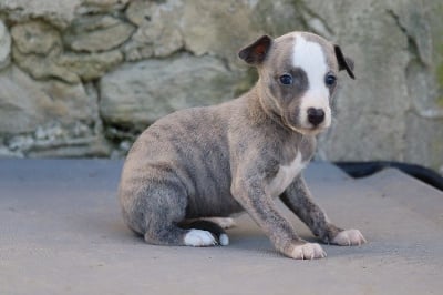 Les chiots de Whippet