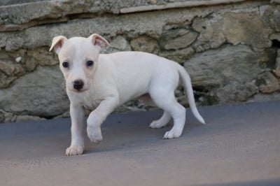 Les chiots de Whippet