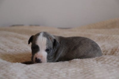 Les chiots de Whippet