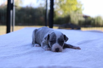 Les chiots de Whippet