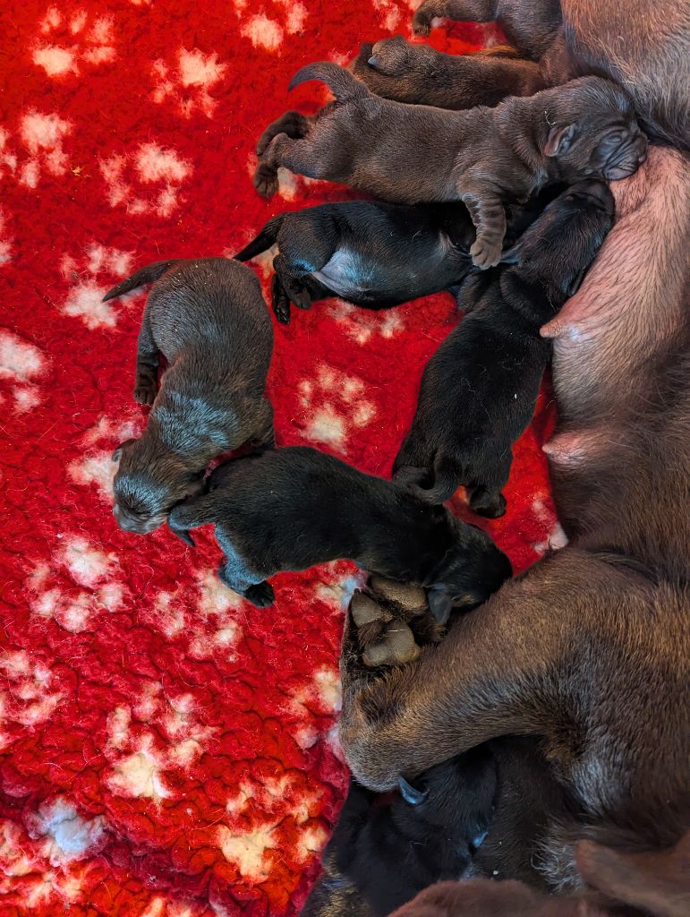 Mâle chocolat - Labrador Retriever