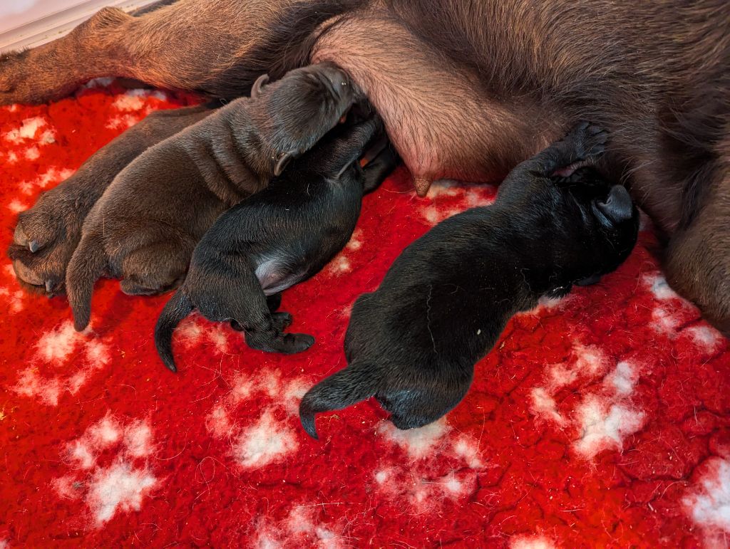 Femelle chocolat - Labrador Retriever