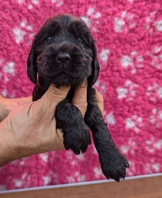 Les chiots de Cocker Spaniel Anglais