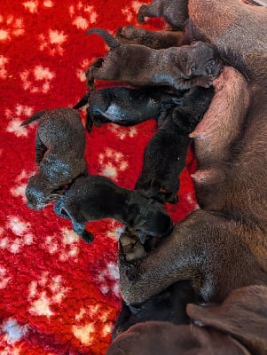 Les chiots de Labrador Retriever