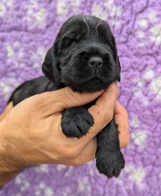 Les chiots de Cocker Spaniel Anglais