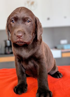 Les chiots de Labrador Retriever