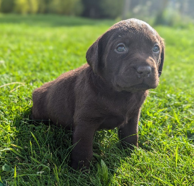 Les chiots de Labrador Retriever