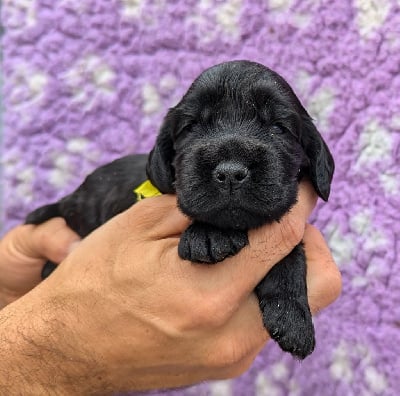 Les chiots de Cocker Spaniel Anglais