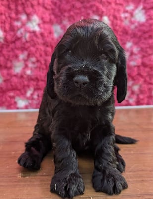 Les chiots de Cocker Spaniel Anglais