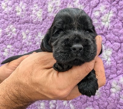 Les chiots de Cocker Spaniel Anglais