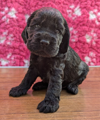 Les chiots de Cocker Spaniel Anglais