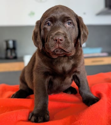 Les chiots de Labrador Retriever