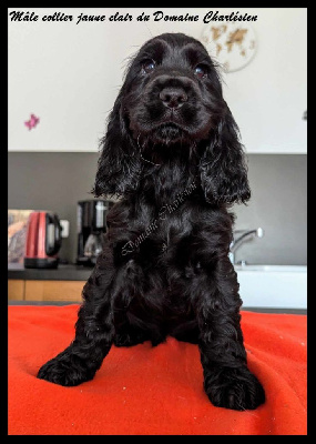 Les chiots de Cocker Spaniel Anglais