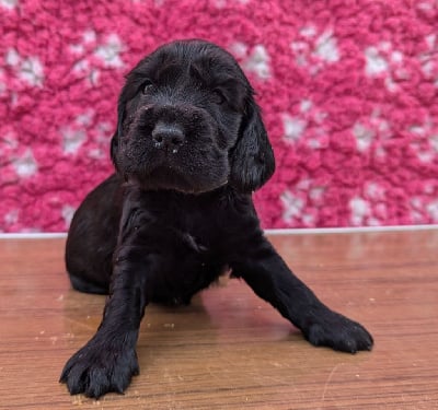 Les chiots de Cocker Spaniel Anglais