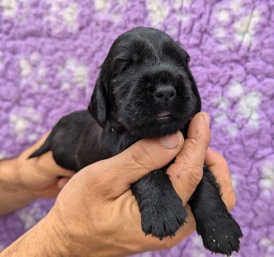 Les chiots de Cocker Spaniel Anglais