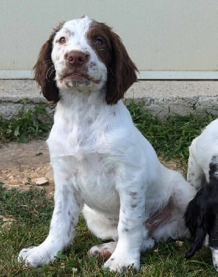 Les chiots de English Springer Spaniel