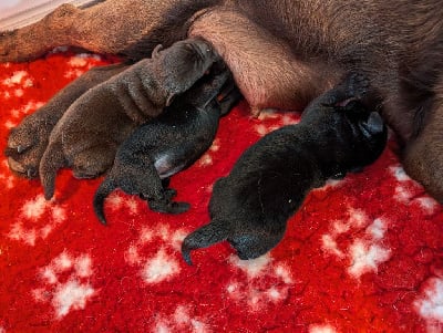 Les chiots de Labrador Retriever